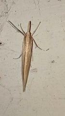 Orocrambus angustipennis