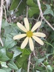 Senecio macroglossus