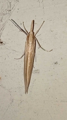 Orocrambus angustipennis