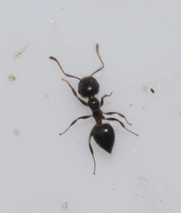 Crematogaster auberti