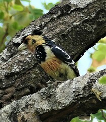 Trachyphonus vaillantii