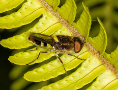 Odontomyia hunteri