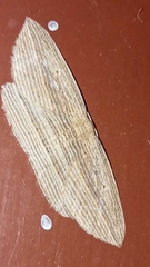Epiphryne verriculata