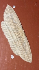 Epiphryne verriculata