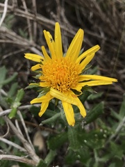 Berkheya coriacea
