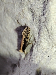 Monopis crocicapitella