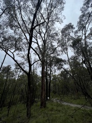 Eucalyptus obliqua