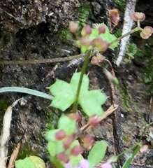 Hydrocotyle callicarpa