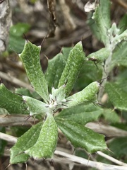 Berkheya coriacea