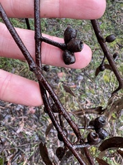 Eucalyptus obliqua