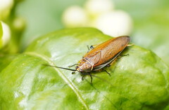 Pseudophyllodromiinae