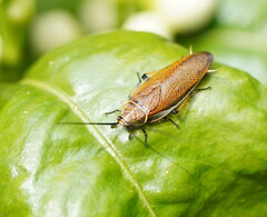 Pseudophyllodromiinae