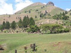 Aloe marlothii marlothii