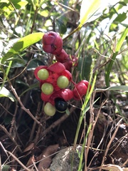 Ochna
