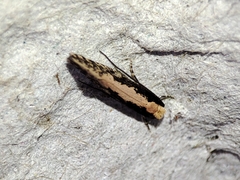 Monopis crocicapitella