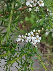 Leptospermum continentale