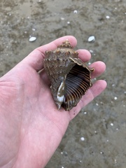 Rapana venosa