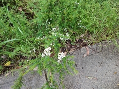 Leptospermum continentale