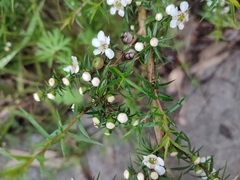 Leptospermum continentale
