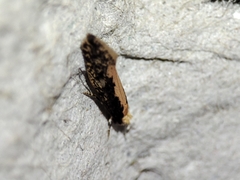 Monopis crocicapitella