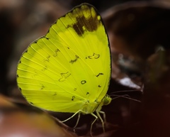 Eurema simulatrix tecmessa