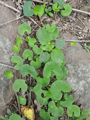 Centella