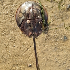 Carcinoscorpius rotundicauda