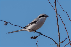Lanius sphenocercus