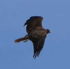 Circus aeruginosus aeruginosus