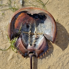 Carcinoscorpius rotundicauda