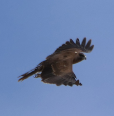 Circus aeruginosus aeruginosus