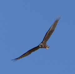 Circus aeruginosus aeruginosus