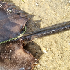 Carcinoscorpius rotundicauda