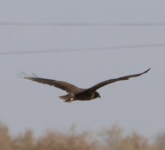 Circus aeruginosus aeruginosus