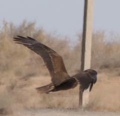 Circus aeruginosus aeruginosus