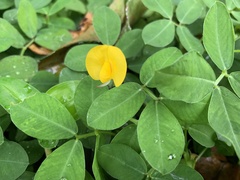 Arachis duranensis