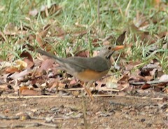 Turdus libonyana