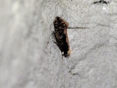 Monopis crocicapitella