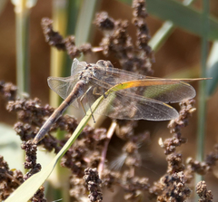 Sympetrum arenicolor