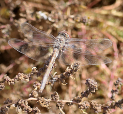 Sympetrum arenicolor
