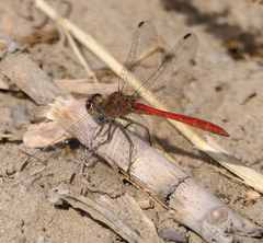 Sympetrum arenicolor