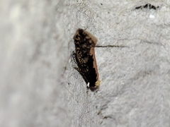 Monopis crocicapitella