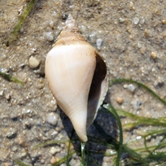 Neodilatilabrum marginatum