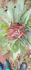 Protea roupelliae roupelliae