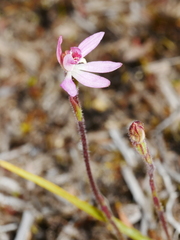 Caladenia minor