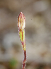 Caladenia minor