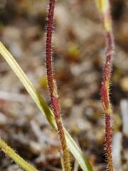Caladenia minor