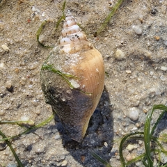 Neodilatilabrum marginatum