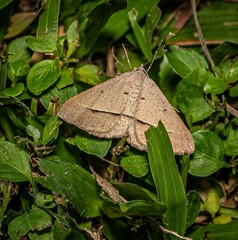 Isturgia penthearia