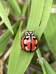 Cheilomenes bidentata